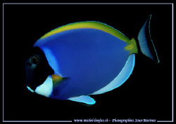A Blue Tang... :O) .... by Michel Lonfat 